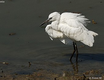 Animali 302
